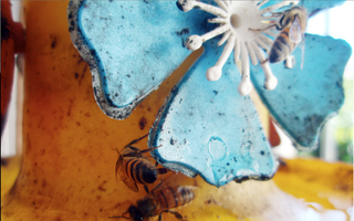 Illustration for article titled Shooting Challenge: Bugs Gallery (Part 1)